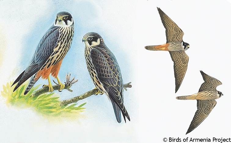 Eurasian Hobby