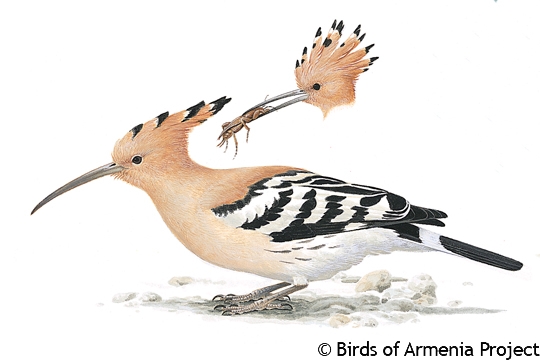 Eurasian Hoopoe