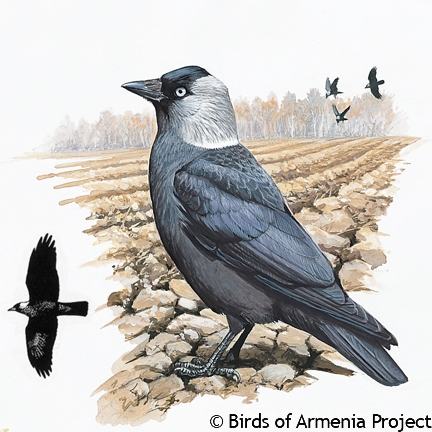 Eurasian Jackdaw