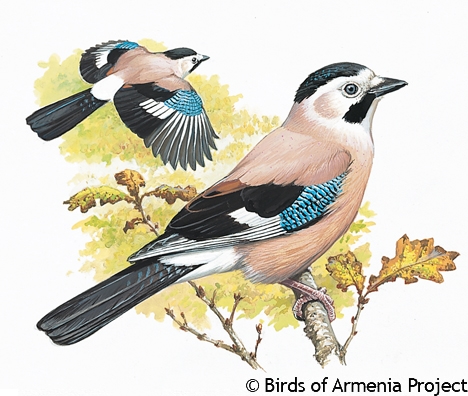 Eurasian Jay