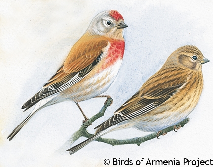 Eurasian Linnet