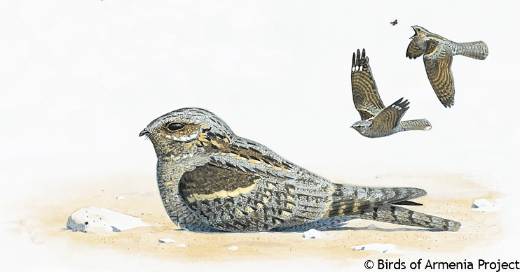 Eurasian Nightjar