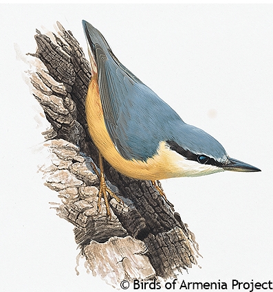 Eurasian Nuthatch