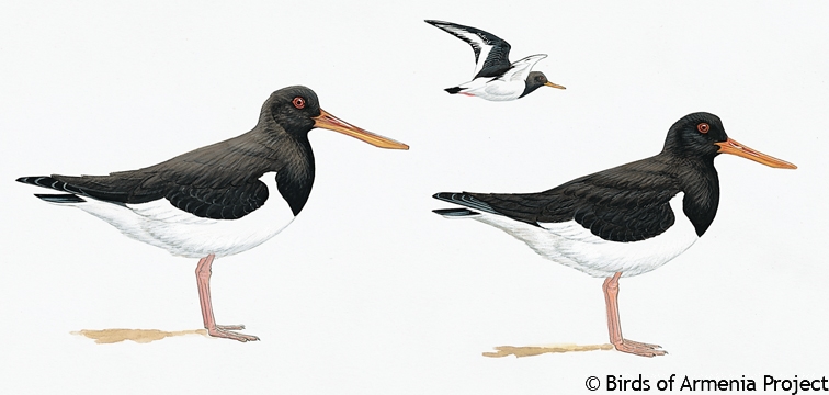 Eurasian Oystercatcher