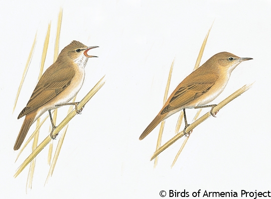 Eurasian Reed-warbler