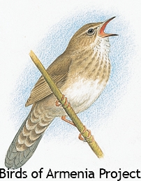 Eurasian River Warbler