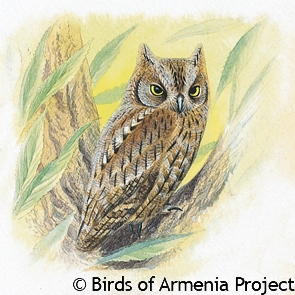 Eurasian Scops-owl