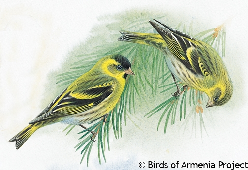 Eurasian Siskin