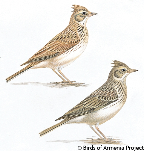 Eurasian Skylark