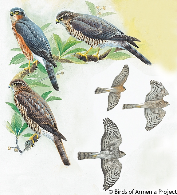 Eurasian Sparrowhawk