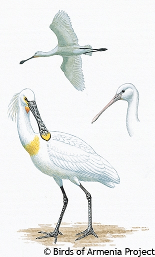 Eurasian Spoonbill