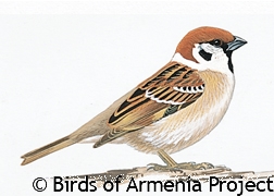 Eurasian Tree Sparrow