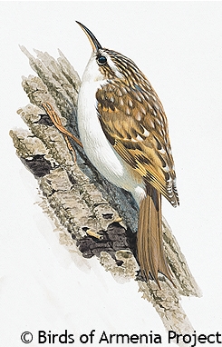 Eurasian Tree-creeper