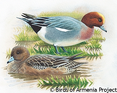 Eurasian Wigeon