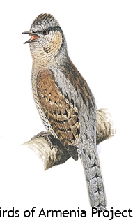 Eurasian Wryneck