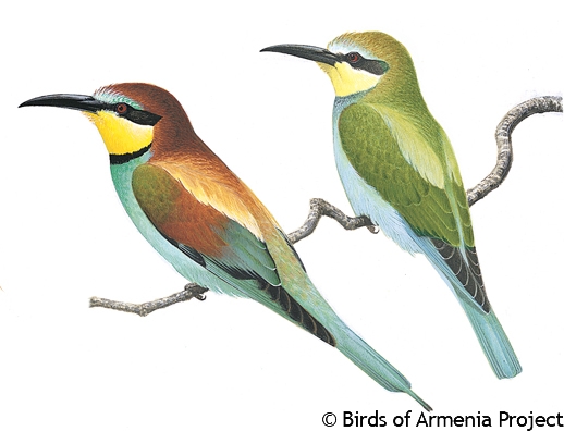 European Bee-eater