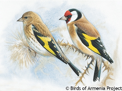 European Goldfinch