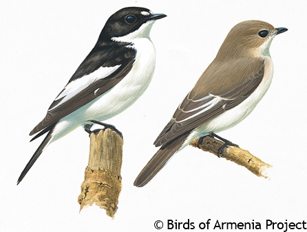 European Pied Flycatcher