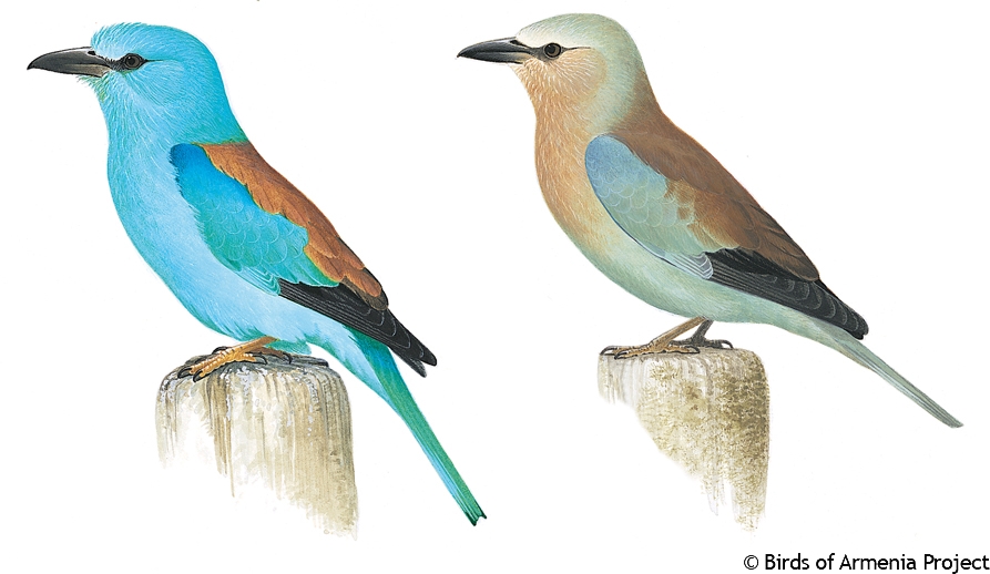 European Roller