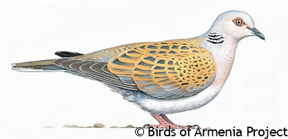 European Turtle-dove