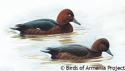 Ferruginous Pochard