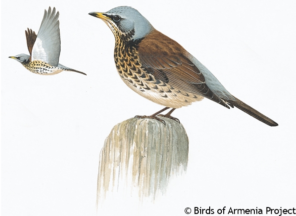 Fieldfare