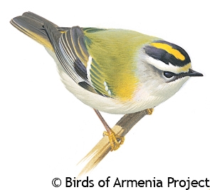 Firecrest