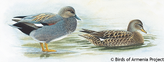 Gadwall