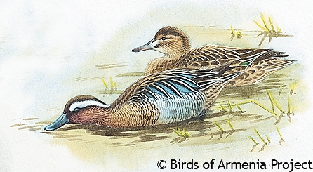 Garganey