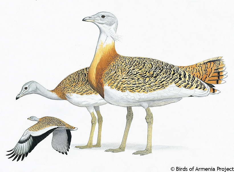 Great Bustard