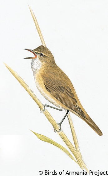 Great Reed-warbler