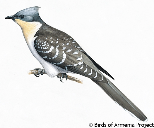 Great Spotted Cuckoo