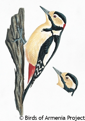 Great Spotted Woodpecker