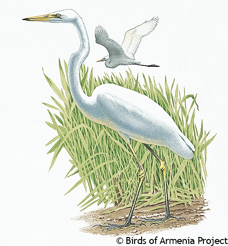 Great White Egret