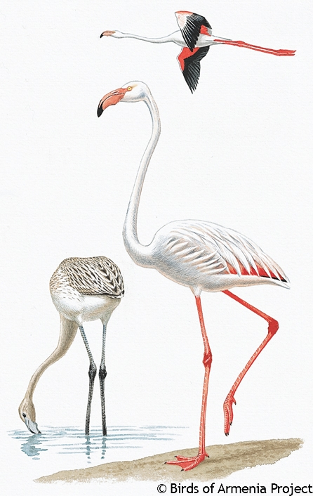 Greater Flamingo