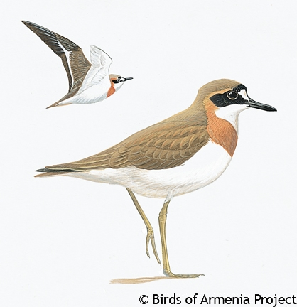 Greater Sand Plover