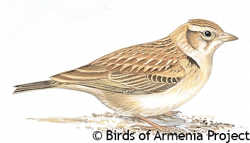 Greater Short-toed Lark