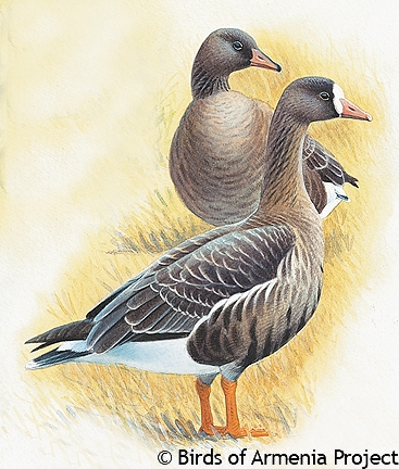 Greater White-fronted Goose