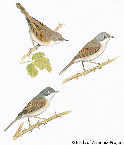 Greater Whitethroat