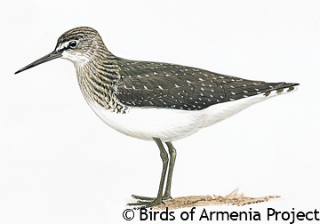 Green Sandpiper