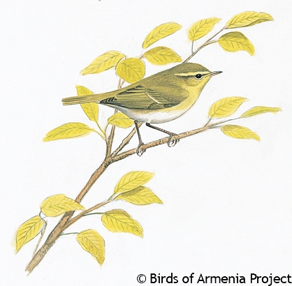 Greenish Warbler