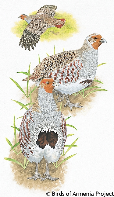 Grey Partridge