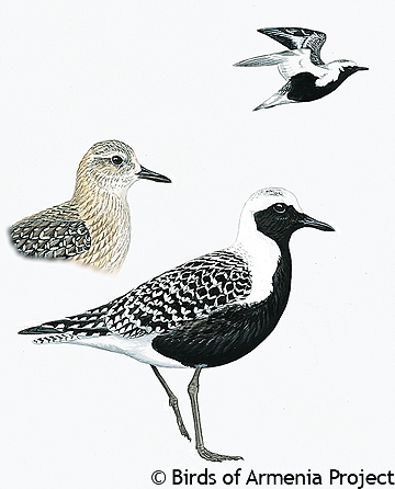 Grey Plover