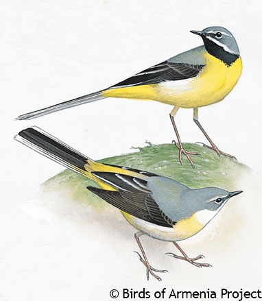 Grey Wagtail