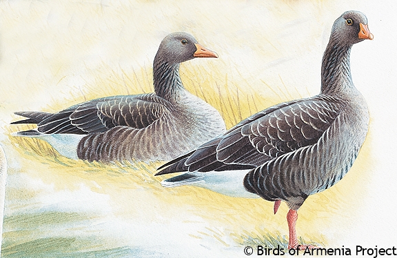 Greylag Goose