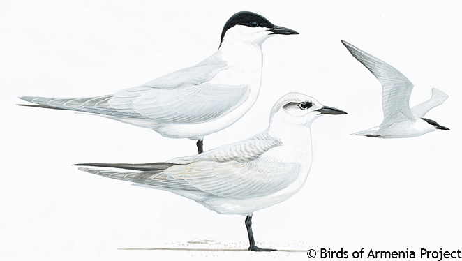 Gull-billed Tern