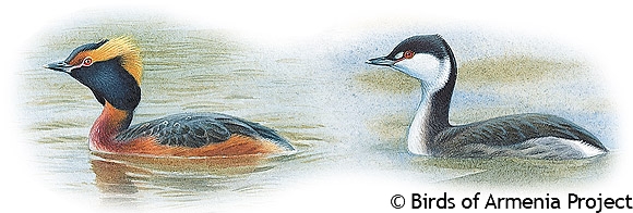 Horned Grebe