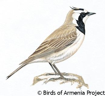 Horned Lark