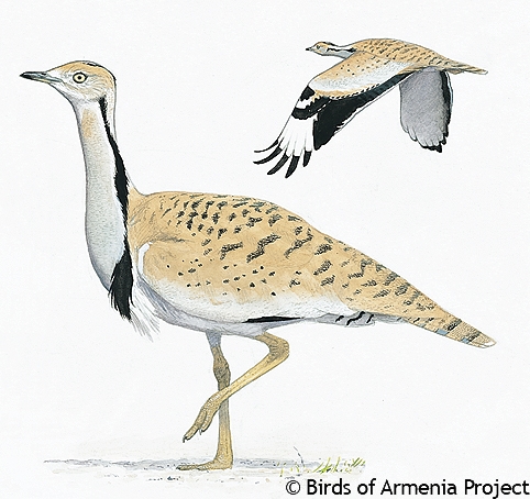 Houbara Bustard