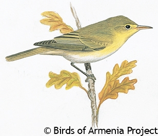 Icterine Warbler